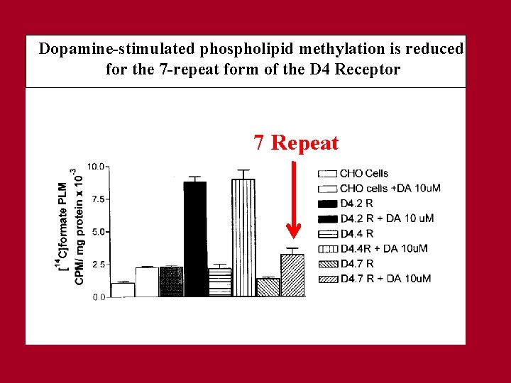 Dopamine-stimulated phospholipid methylation is reduced for the 7 -repeat form of the D 4