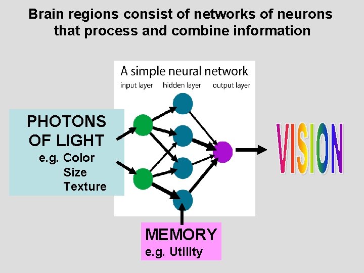 Brain regions consist of networks of neurons that process and combine information PHOTONS OF Brain regions consist of networks of neurons that process and combine information PHOTONS OF