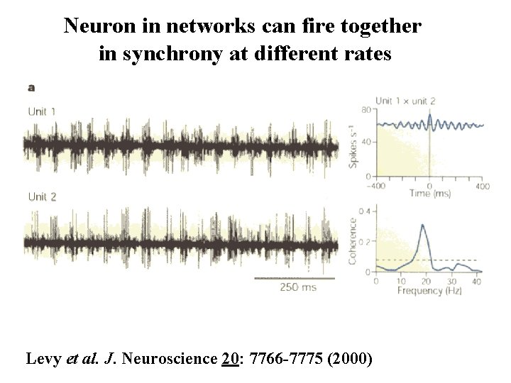 Neuron in networks can fire together in synchrony at different rates Levy et al.