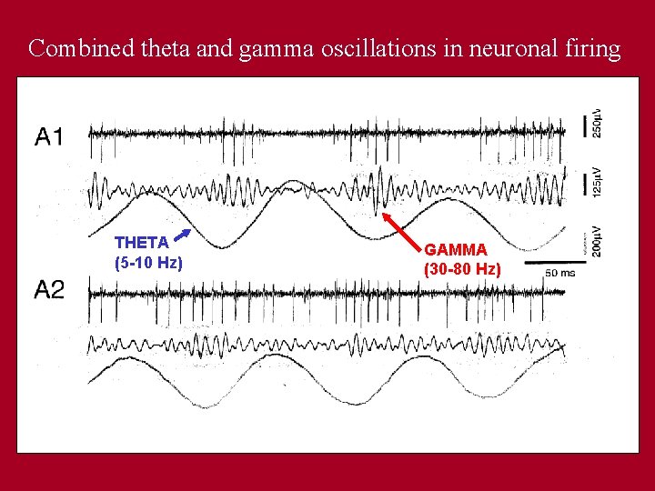 Combined theta and gamma oscillations in neuronal firing THETA (5 -10 Hz) GAMMA (30