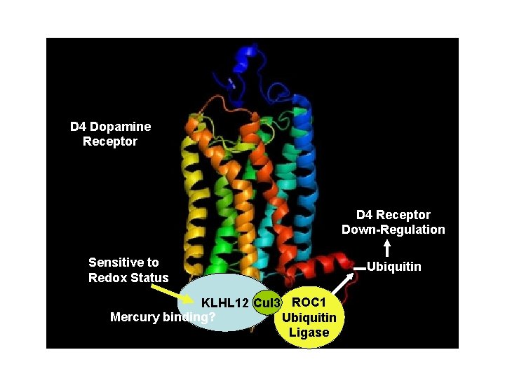 D 4 Dopamine Receptor D 4 Receptor Down-Regulation Sensitive to Redox Status KLHL 12 D 4 Dopamine Receptor D 4 Receptor Down-Regulation Sensitive to Redox Status KLHL 12