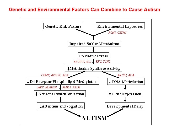 Genetic and Environmental Factors Can Combine to Cause Autism Genetic Risk Factors Environmental Exposures Genetic and Environmental Factors Can Combine to Cause Autism Genetic Risk Factors Environmental Exposures