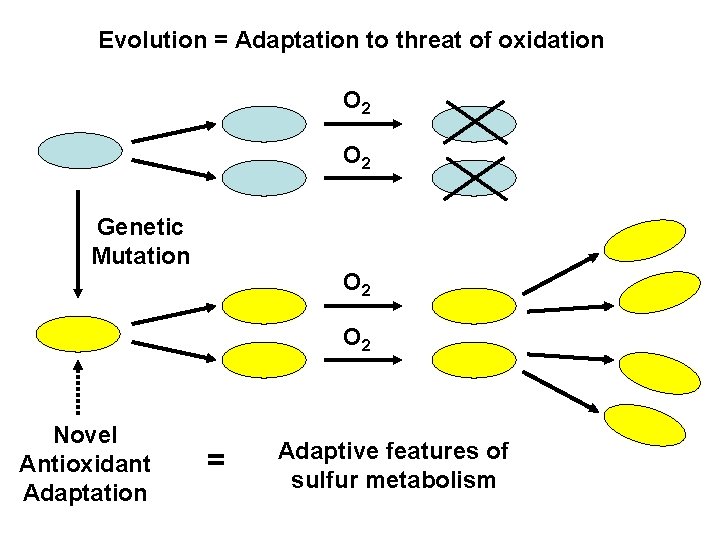 Evolution = Adaptation to threat of oxidation O 2 Genetic Mutation O 2 Novel