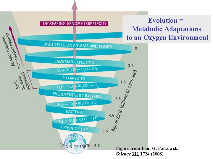 Evolution = Metabolic Adaptations to an Oxygen Environment Figure from Paul G. Falkowski Science Evolution = Metabolic Adaptations to an Oxygen Environment Figure from Paul G. Falkowski Science