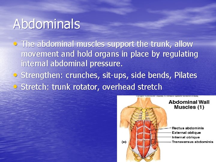 Abdominals • The abdominal muscles support the trunk, allow • • movement and hold