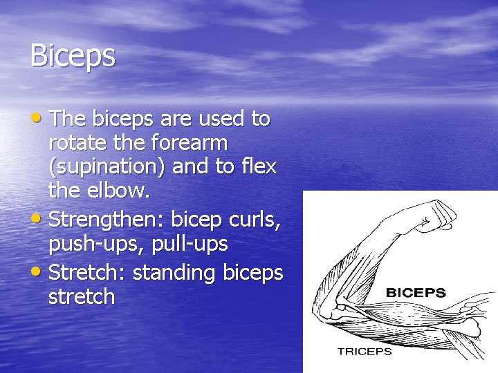 Biceps • The biceps are used to rotate the forearm (supination) and to flex