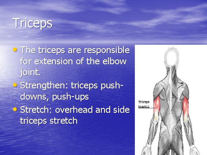 Triceps • The triceps are responsible for extension of the elbow joint. • Strengthen: