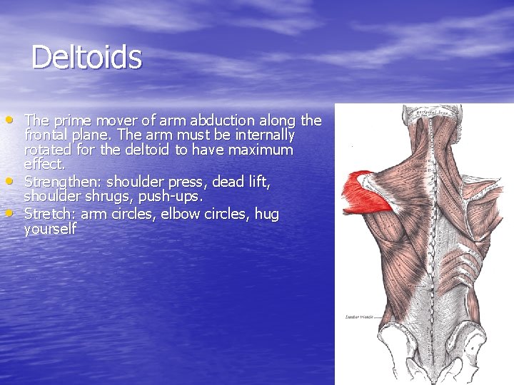 Deltoids • The prime mover of arm abduction along the • • frontal plane.