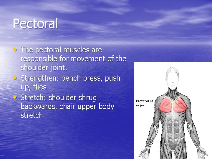 Pectoral • The pectoral muscles are • • responsible for movement of the shoulder