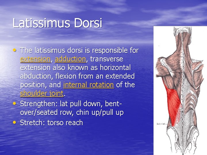 Latissimus Dorsi • The latissimus dorsi is responsible for • • extension, adduction, transverse