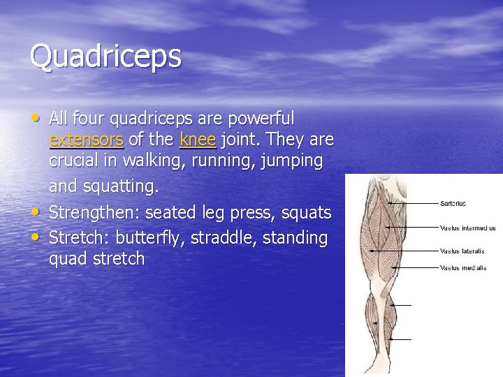 Quadriceps • All four quadriceps are powerful • • extensors of the knee joint.