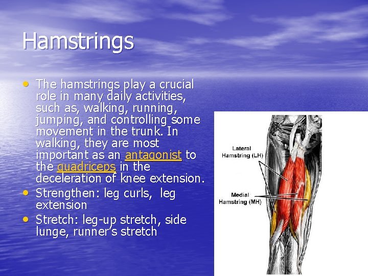Hamstrings • The hamstrings play a crucial • • role in many daily activities,