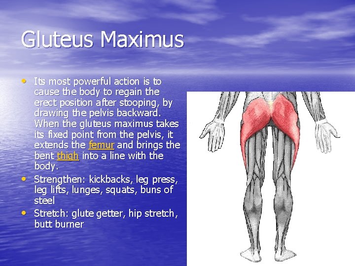 Gluteus Maximus • Its most powerful action is to • • cause the body