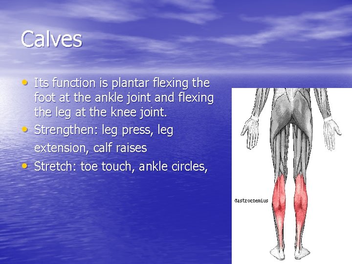 Calves • Its function is plantar flexing the • • foot at the ankle