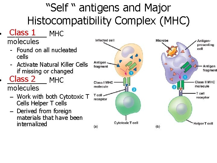 “Self “ antigens and Major Histocompatibility Complex (MHC) Class 1 • _____ MHC molecules