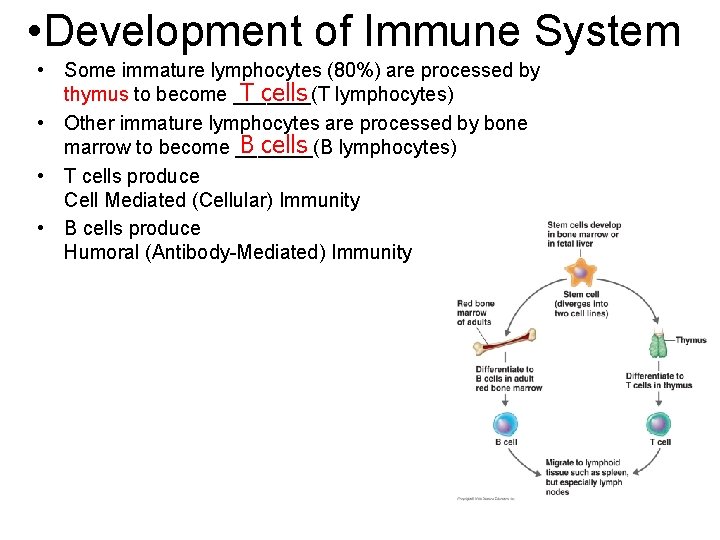  • Development of Immune System • Some immature lymphocytes (80%) are processed by