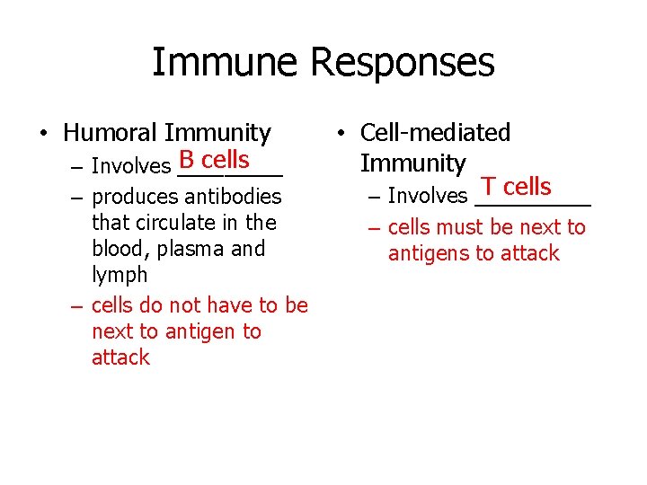Immune Responses • Humoral Immunity B cells – Involves _____ – produces antibodies that