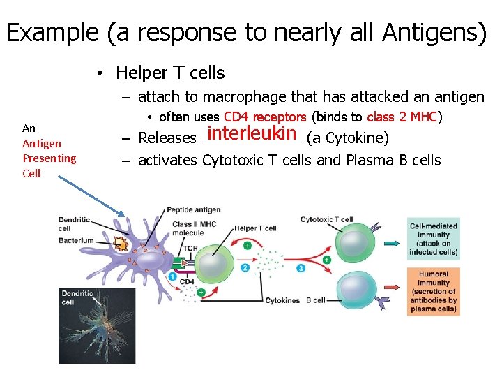 Example (a response to nearly all Antigens) • Helper T cells – attach to