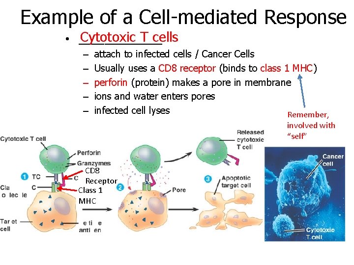 Example of a Cell-mediated Response Cytotoxic T cells • _______ – – – attach