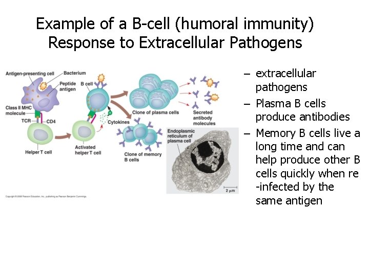 Example of a B-cell (humoral immunity) Response to Extracellular Pathogens – extracellular pathogens –