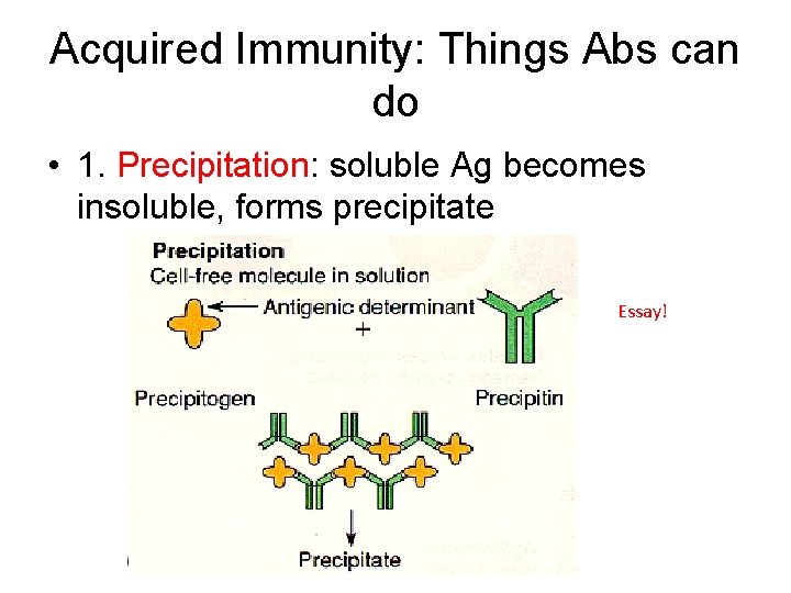 Acquired Immunity: Things Abs can do • 1. Precipitation: soluble Ag becomes insoluble, forms