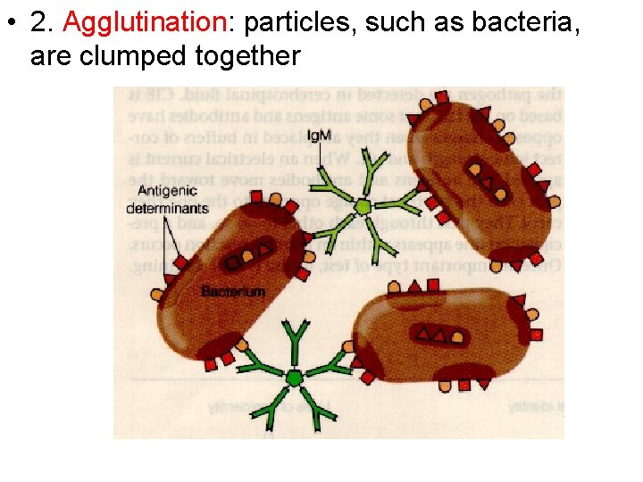  • 2. Agglutination: particles, such as bacteria, are clumped together 