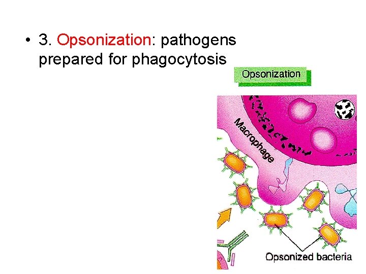  • 3. Opsonization: pathogens prepared for phagocytosis 