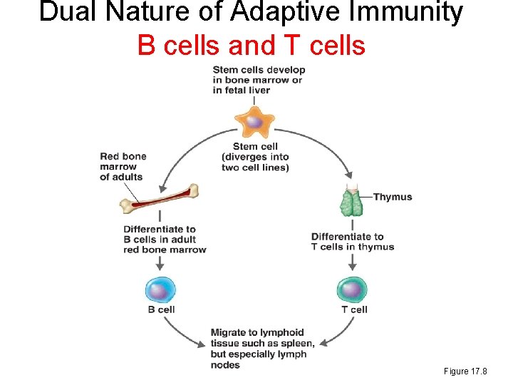 Dual Nature of Adaptive Immunity B cells and T cells Figure 17. 8 