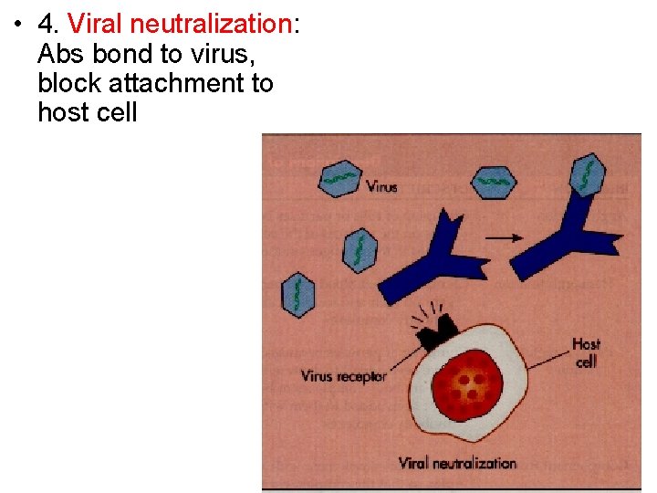  • 4. Viral neutralization: Abs bond to virus, block attachment to host cell