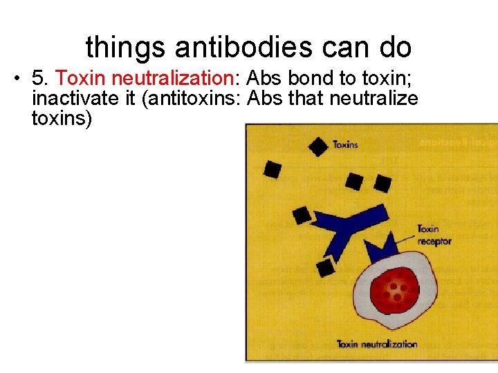 things antibodies can do • 5. Toxin neutralization: Abs bond to toxin; inactivate it