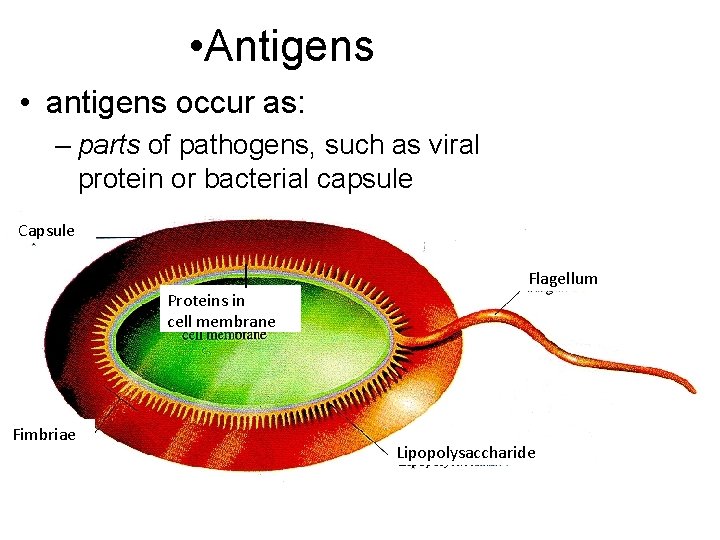  • Antigens • antigens occur as: – parts of pathogens, such as viral