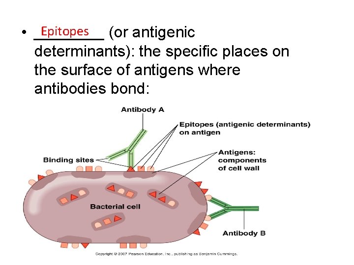 Epitopes (or antigenic • ____ determinants): the specific places on the surface of antigens