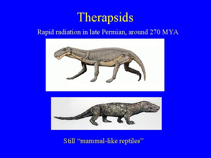 Therapsids Rapid radiation in late Permian, around 270 MYA Still “mammal-like reptiles” 