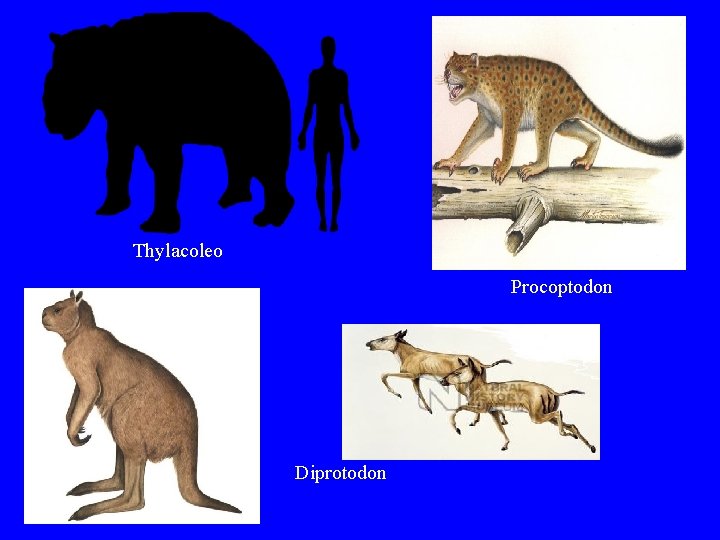 Thylacoleo Procoptodon Diprotodon 
