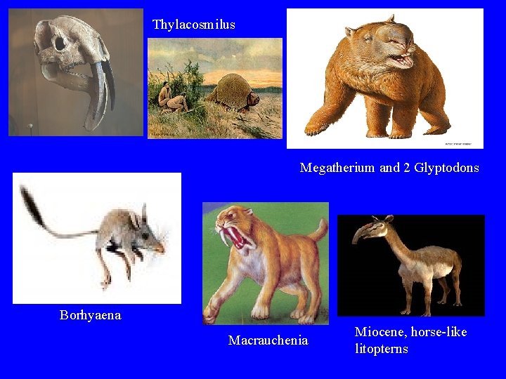 Thylacosmilus Megatherium and 2 Glyptodons Borhyaena Macrauchenia Miocene, horse-like litopterns 