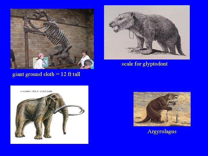 scale for glyptodont giant ground sloth = 12 ft tall Argyrolagus 