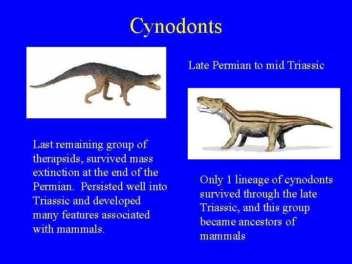 Cynodonts Late Permian to mid Triassic Last remaining group of therapsids, survived mass extinction