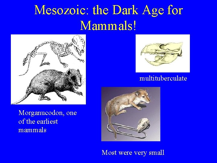 Mesozoic: the Dark Age for Mammals! multituberculate Morganucodon, one of the earliest mammals Most