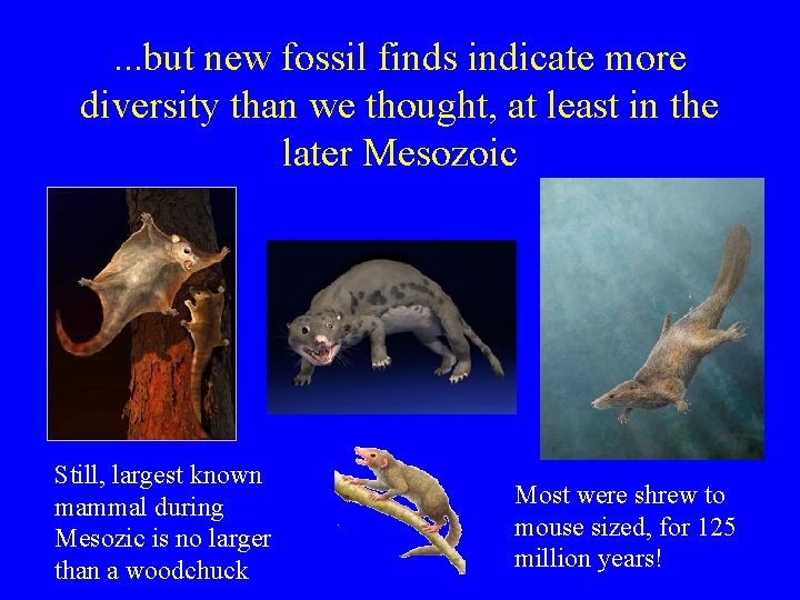 . . . but new fossil finds indicate more diversity than we thought, at