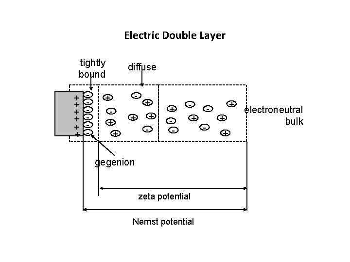 Electric Double Layer tightly bound + + + - diffuse - + + +