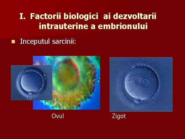 I. Factorii biologici ai dezvoltarii intrauterine a embrionului n Inceputul sarcinii: Ovul Zigot 