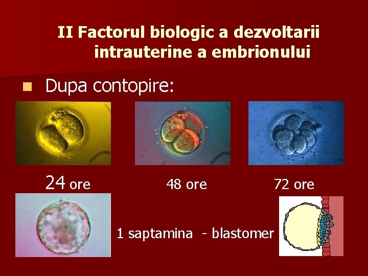 II Factorul biologic a dezvoltarii intrauterine a embrionului n Dupa contopire: 24 ore 48