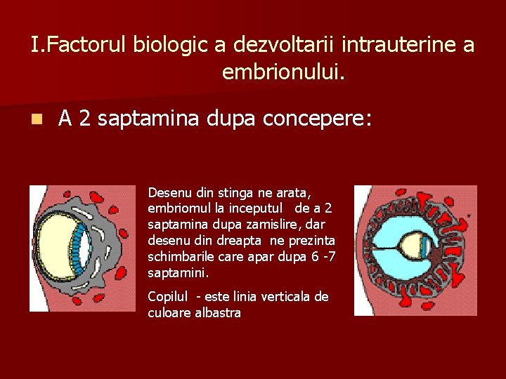 I. Factorul biologic a dezvoltarii intrauterine a embrionului. n A 2 saptamina dupa concepere: