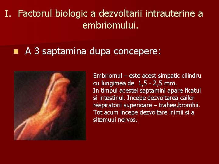 I. Factorul biologic a dezvoltarii intrauterine a embriomului. n A 3 saptamina dupa concepere: