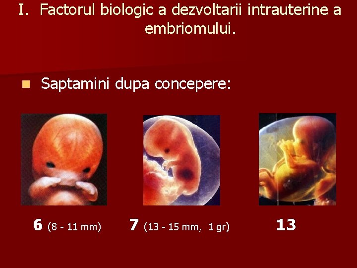 I. Factorul biologic a dezvoltarii intrauterine a embriomului. n Saptamini dupa concepere: 6 (8