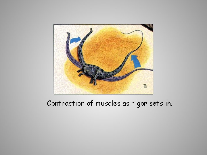 Contraction of muscles as rigor sets in. 