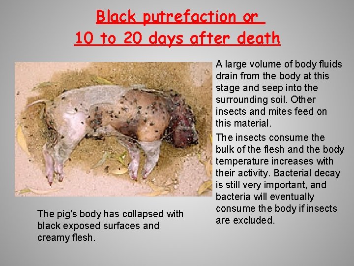 Black putrefaction or 10 to 20 days after death The pig's body has collapsed