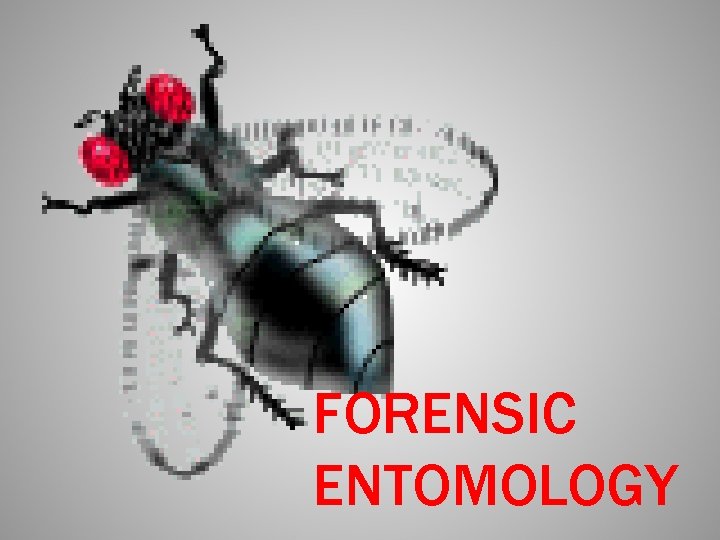 FORENSIC ENTOMOLOGY 