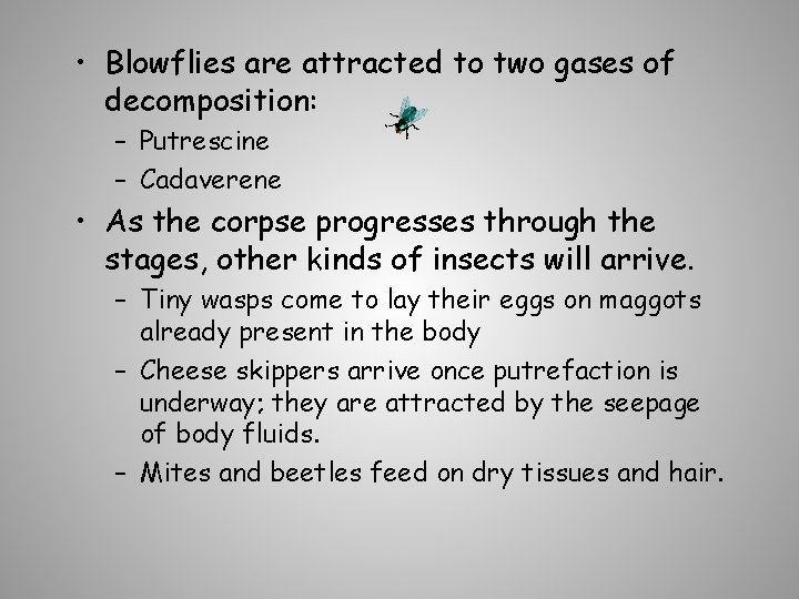  • Blowflies are attracted to two gases of decomposition: – Putrescine – Cadaverene