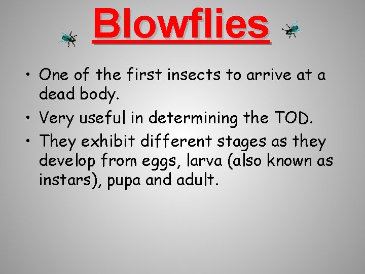 Blowflies • One of the first insects to arrive at a dead body. •